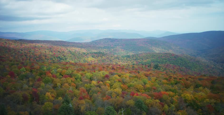 Aerial view of a hilly forest with many trees
