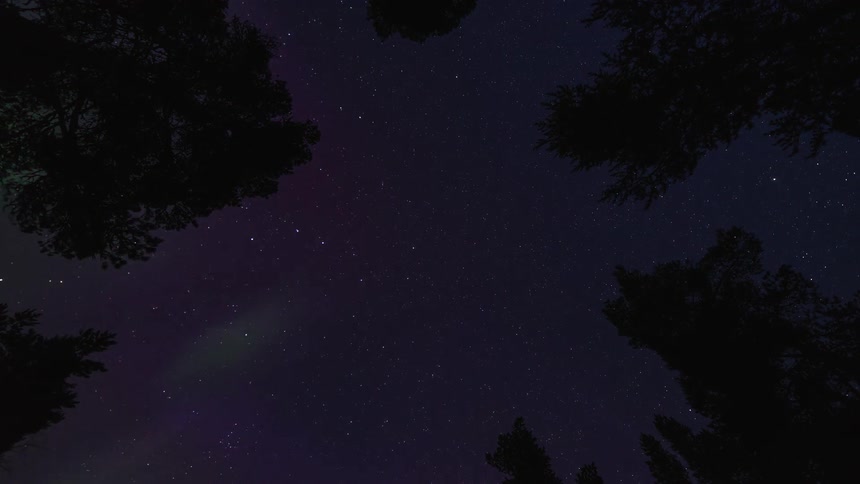 Time lapse of a bright purple and green auroras in the sky above the treetops