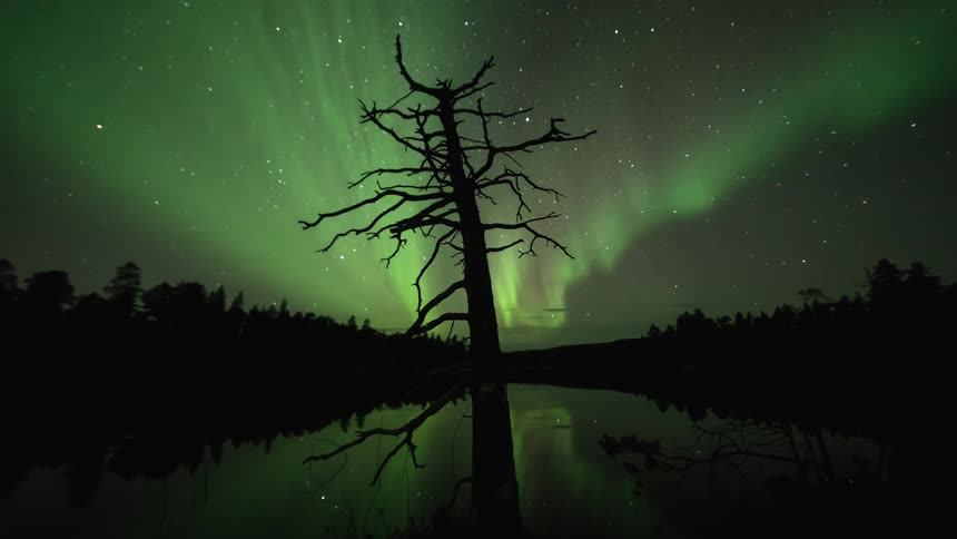 Old dead tree guarding the aurora borealis by a lake