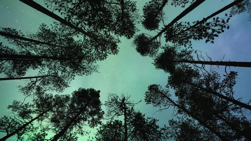 Northern lights directly above circle of towering pine trees