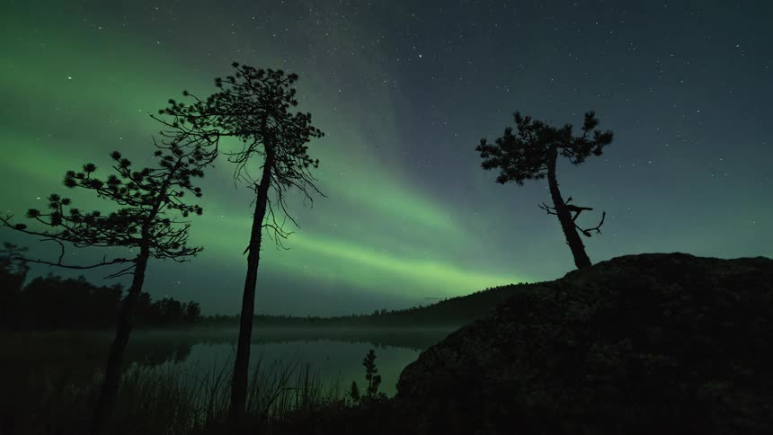 The northern lights behind evergreen pine tree silhouettes