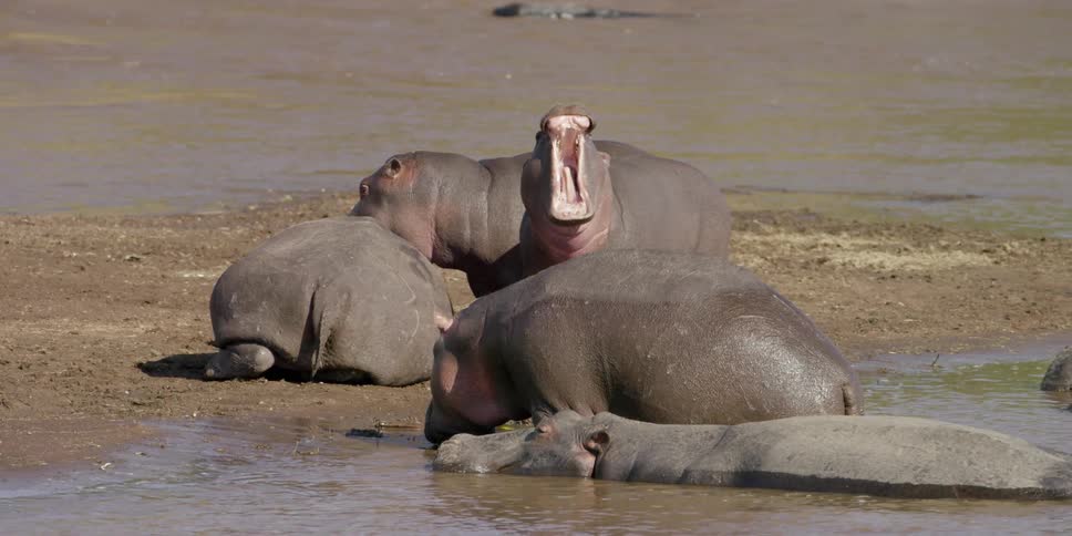 Hippopotamuses gather near a river