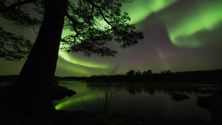 Northern lights travel behind an old pine tree