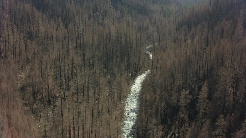 A snow covered creek runs through a forest