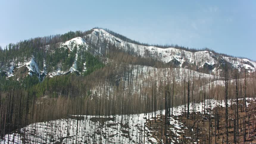 A range of mountains is covered with countless tall trees and blanketed in snow