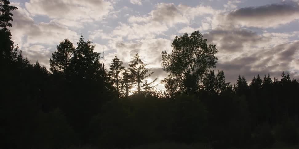 Trees in a forest are swaying in the breeze as clouds move overhead