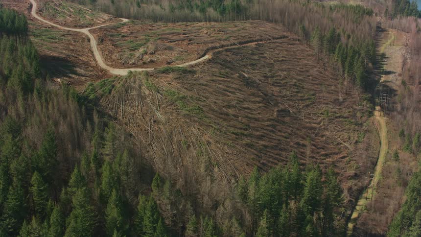 Road through a forest area where trees are being cut down