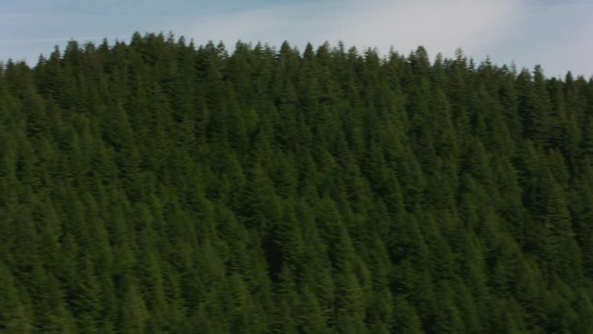 Aerial view of the pine forest covering the mountains revealing a snow covered mountaintop