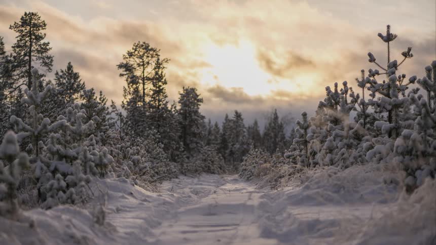The sun rises over a snowy forest path