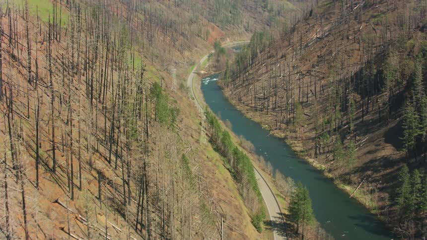 Aerial view of a road next to a river in a valley between dead pine tree forests