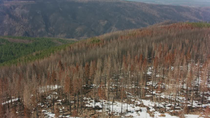 Aerial shot of a forest in winter