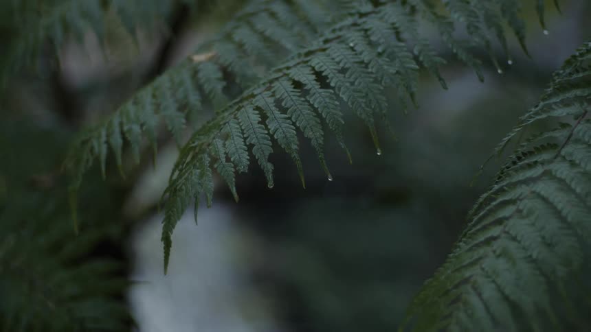 Rain water droplets falling over the green leafs near a waterfall