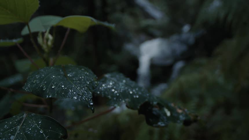 Plant leaves with droplets in the woods with a small waterfall