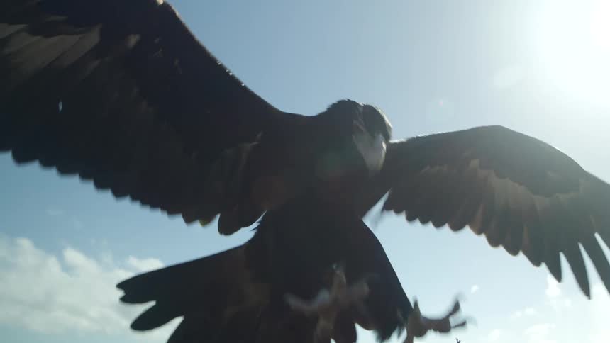 A large bird of prey lands on a branch and rips off a piece of meat