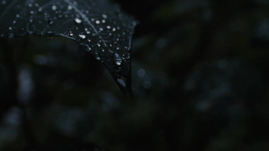 Dew droplets drip of the end of a leaf