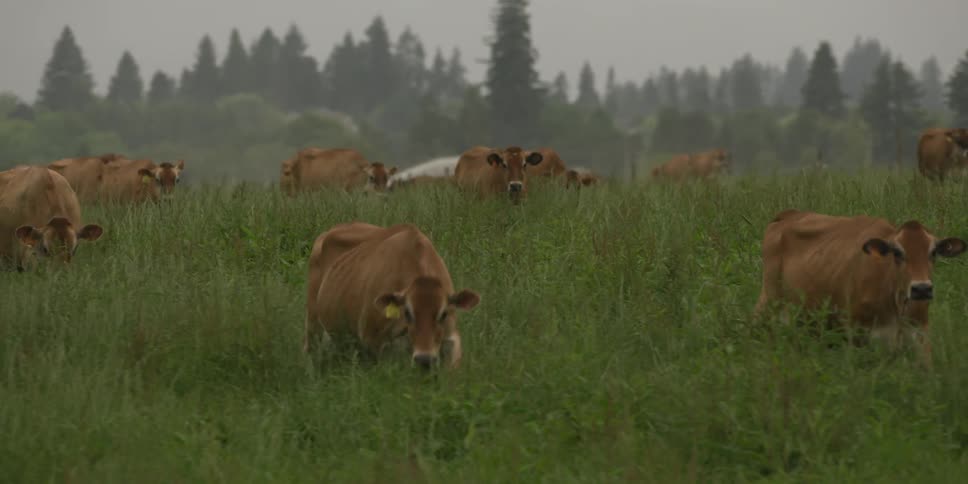 A herd of cattle walking through grass outdoors