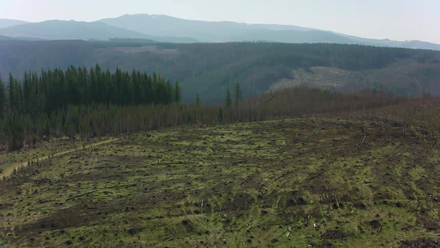 Road through a forest area where trees are being cut down and mountains in the distance