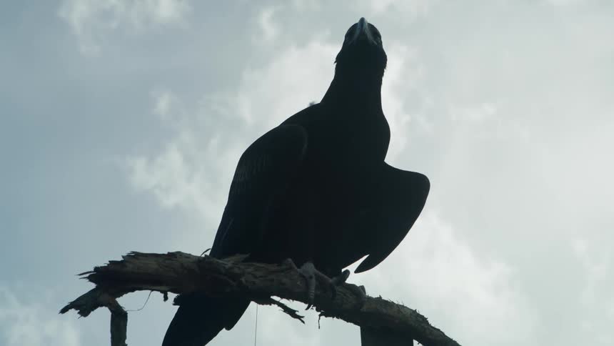 A bird perched on a tree branch with the sky and clouds in the background