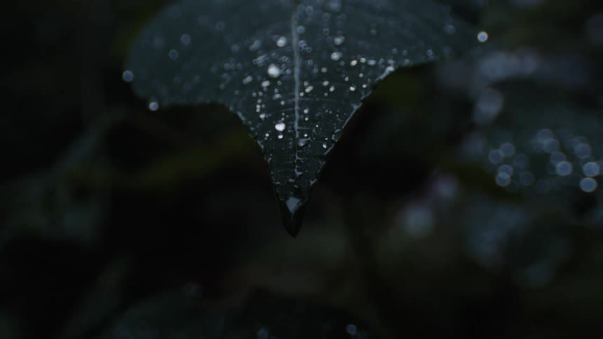 A view of a plant leaf with dew drops on it