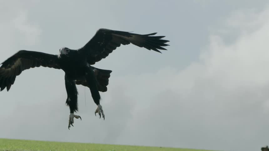 An eagle flies low over the ground with its claws out