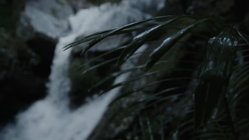 The leaves of a plant are moving in the breeze as water falls flow in the distance