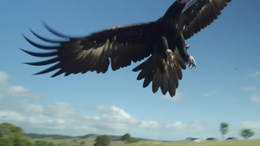 A large hawk landing on a branch