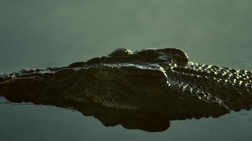A crocodile swimming through some water outdoors