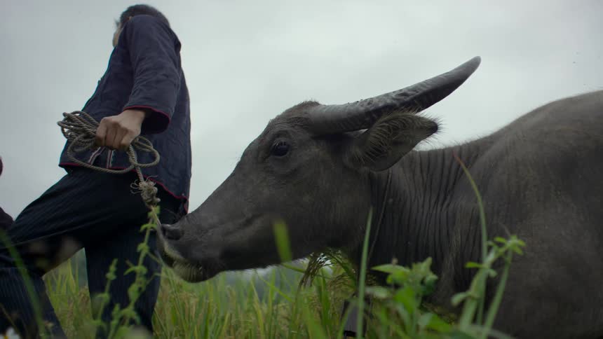 A man leads a cow by a rope through the tall grass while walking with his son