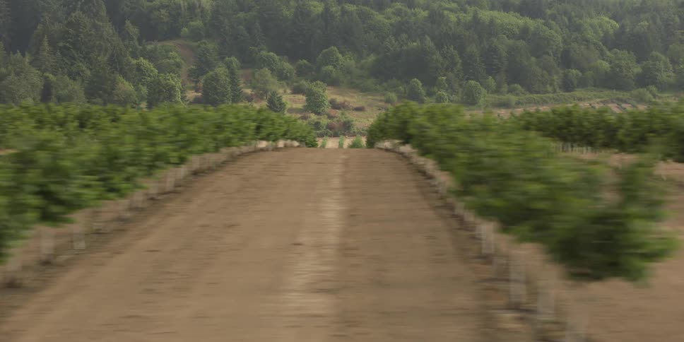 Rows of crops on a farm