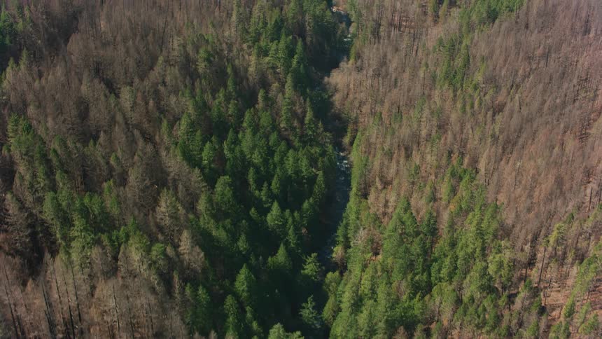 Aerial view of a heavily forested area