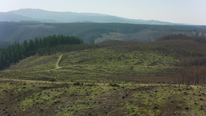 Roads wind through a grasslands area near a forest