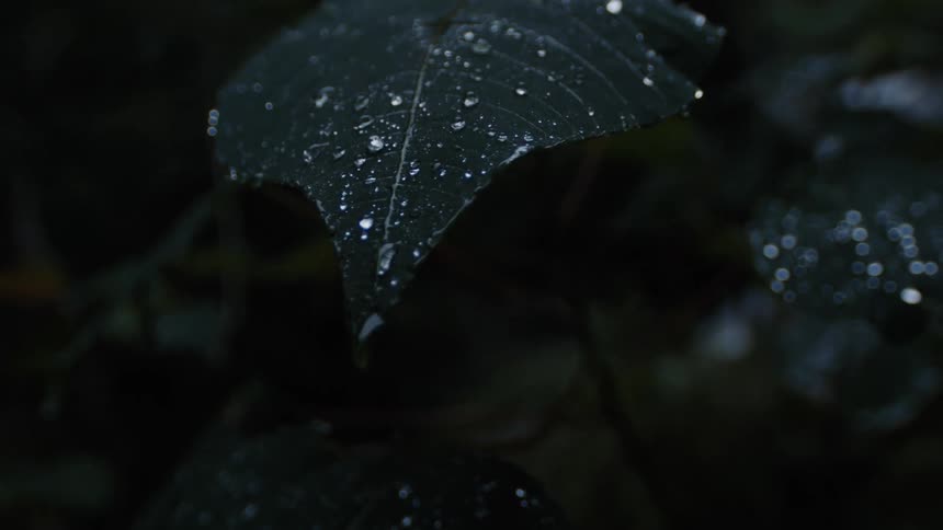 A large leaf covered in raindrops in the wilderness
