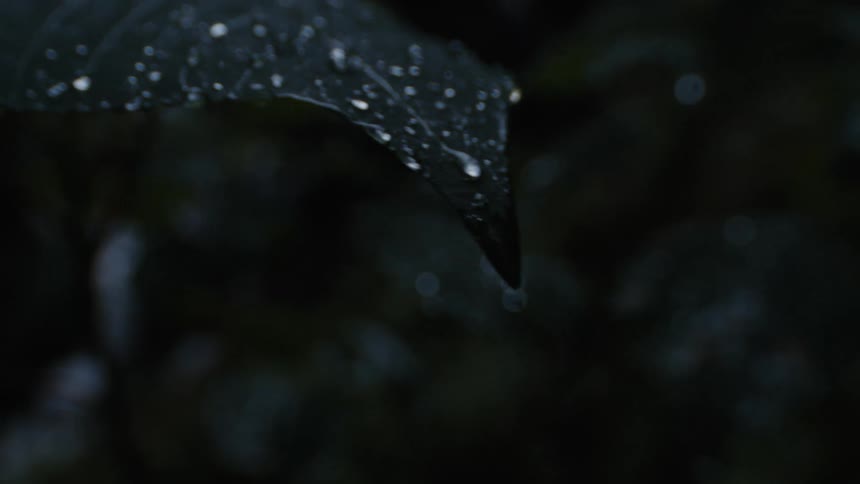 A view of a leaf on a plant covered in dew drops