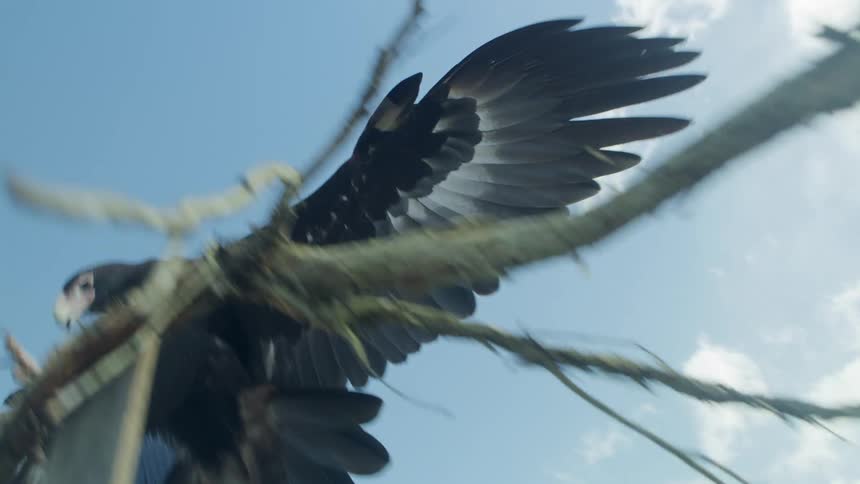An eagle flies over a grassland and lands on a tree branch
