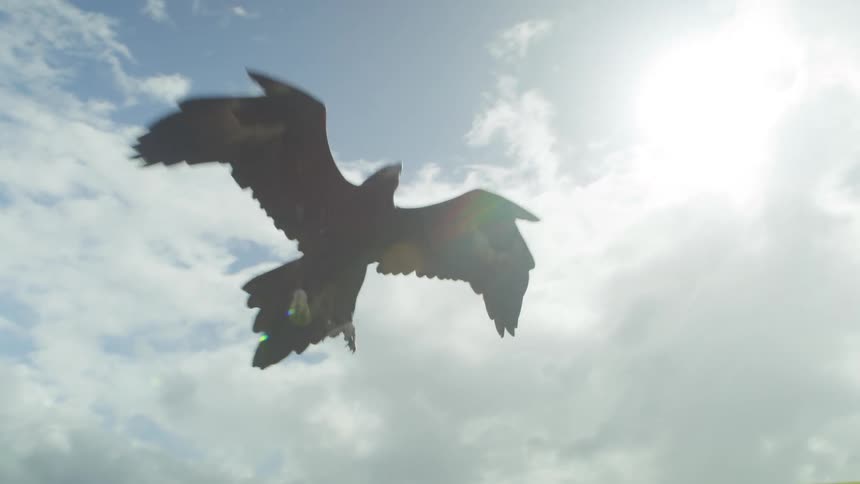 Eagle or hawk flying over the camera and landing on a branch in a hill