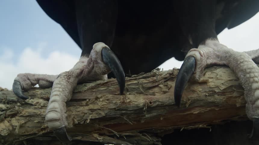 A hawk like bird perches on a fallen tree trunk in a field