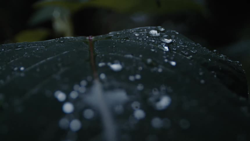 Water drops falling on the surface of a big green leaf at evening