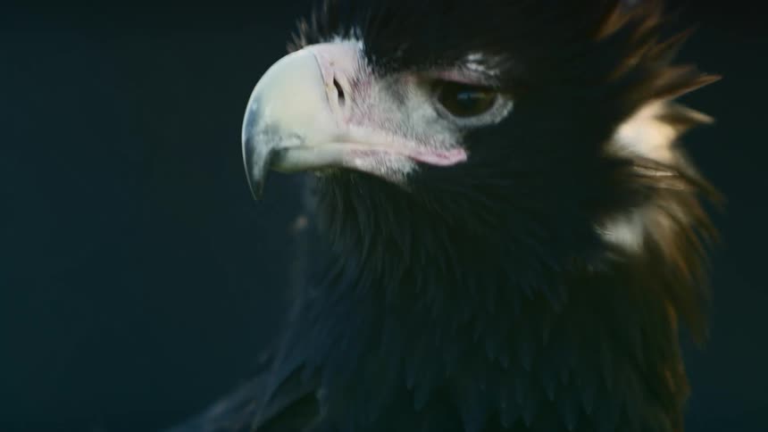 Close up of the white beak on the head of a black eagle or hawk