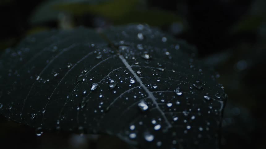 The leaf of a plant sways slightly as small droplets of rainwater roll off of it