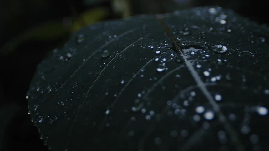 Drops of water fall on the leaf