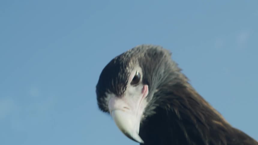 Wind blows through the feathers of a large hawk like bird