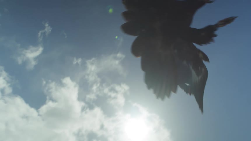 A bird flying and landing on a fence with the sky and clouds in the background