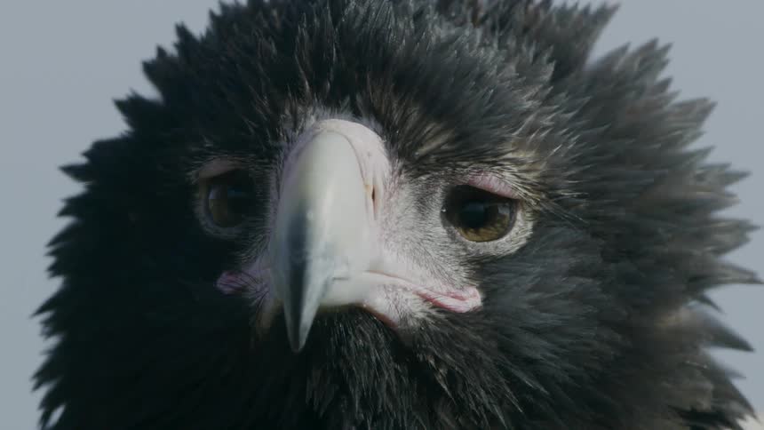 Headshot of an eagle looking around as its feathers move in the breeze