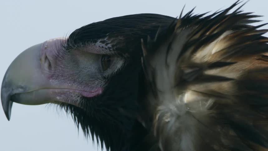 A close up of a bird outdoors with a large beak
