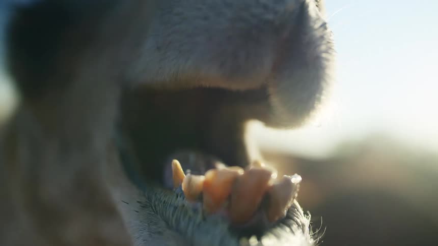 Close up of the open mouth and teeth of a camel at sunse