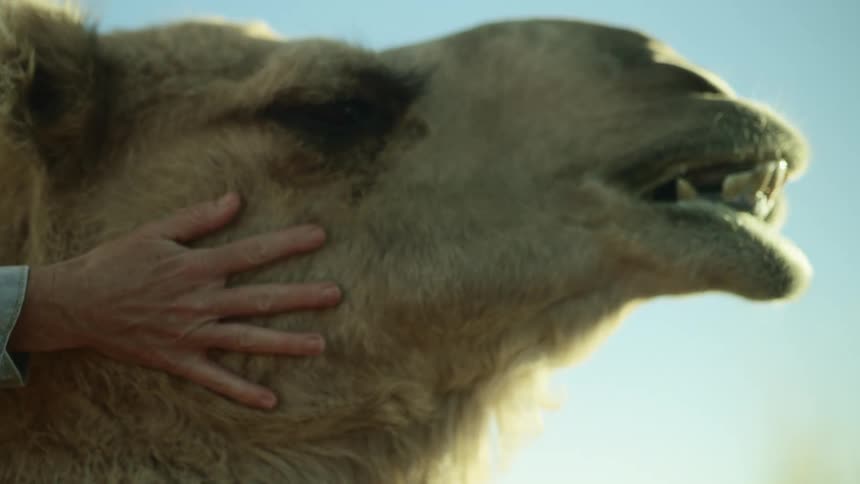 A person petting a camel with their hand with the sky and clouds in the background