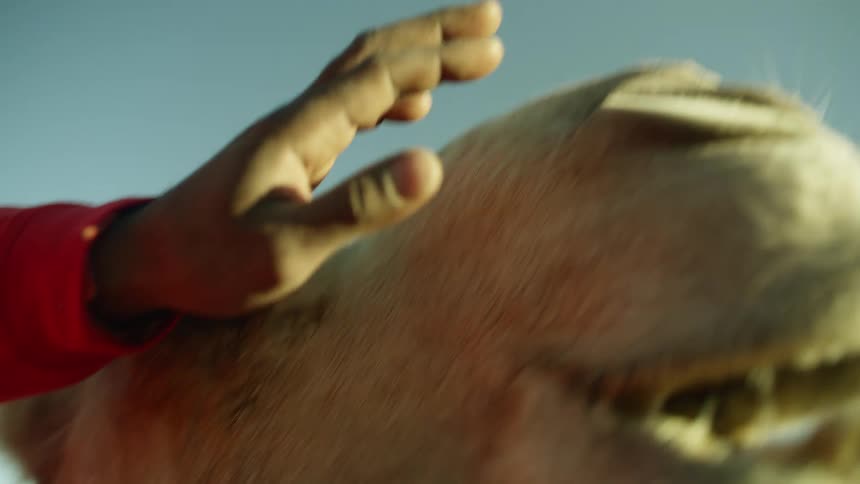 A person is petting a camels head