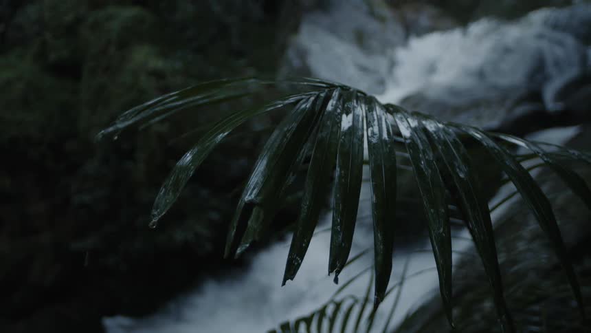 A palm leaf is soaked as water rushes down a waterfall