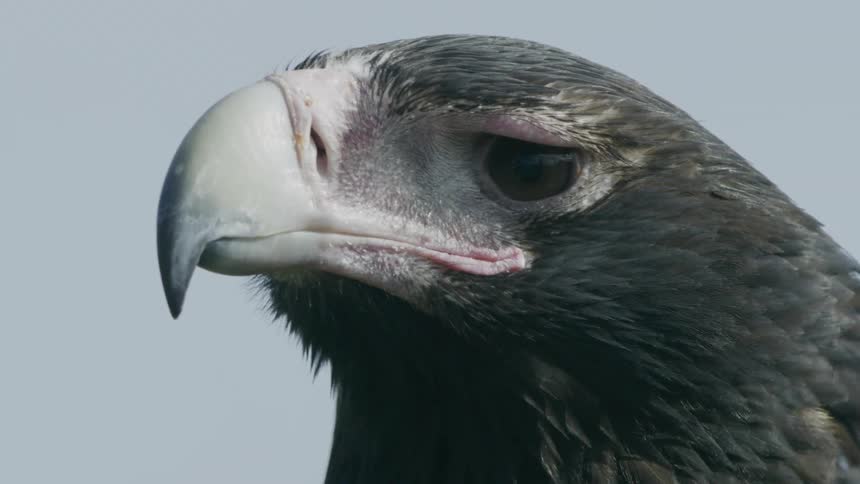 Wind rustling the feathers on the neck of an eagle