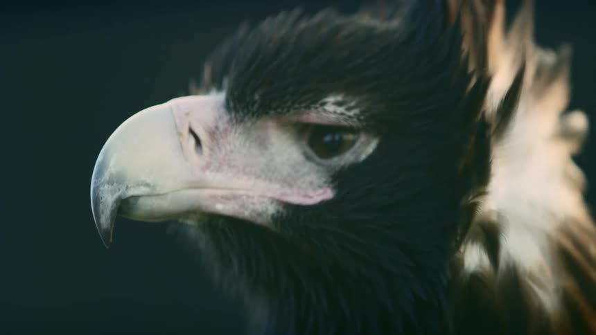 Close up of the wind rustling the fetahers on the head of a hawk